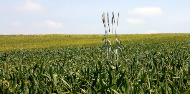 Wheat Intolerance: What is an Elimination Diet?